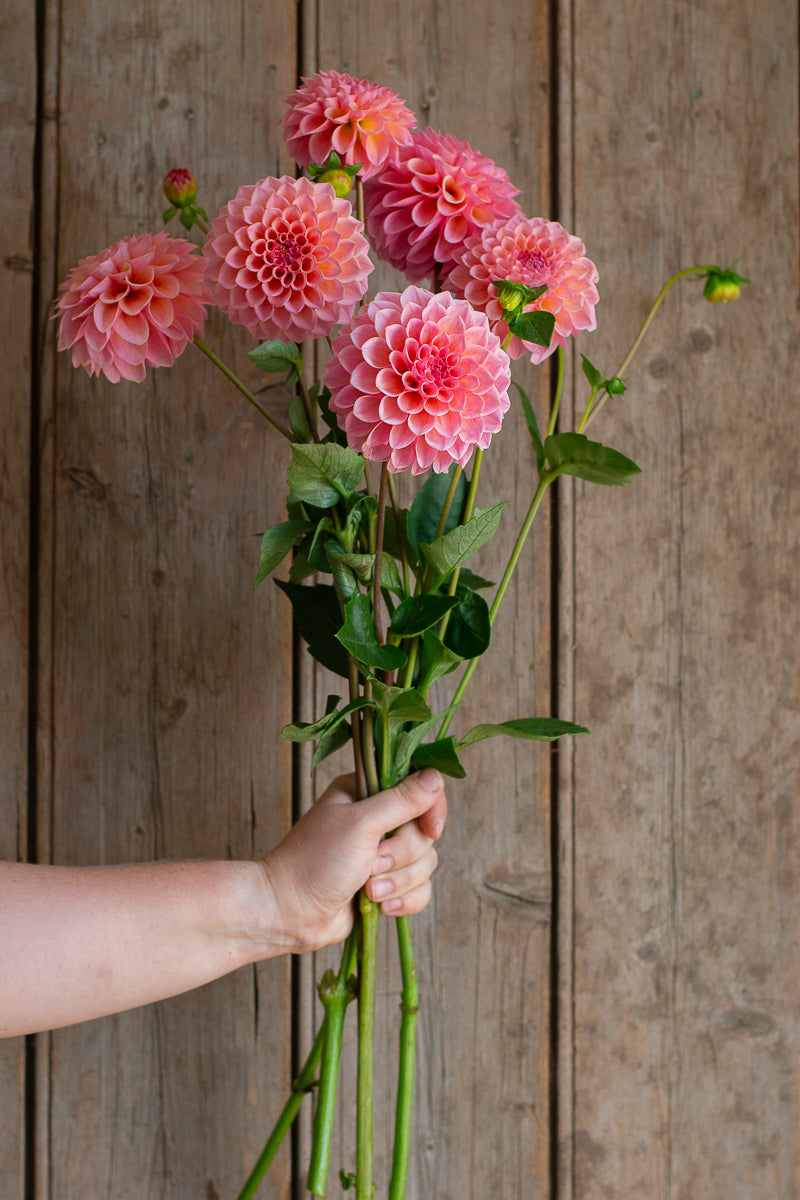 Florelie Claire NEW