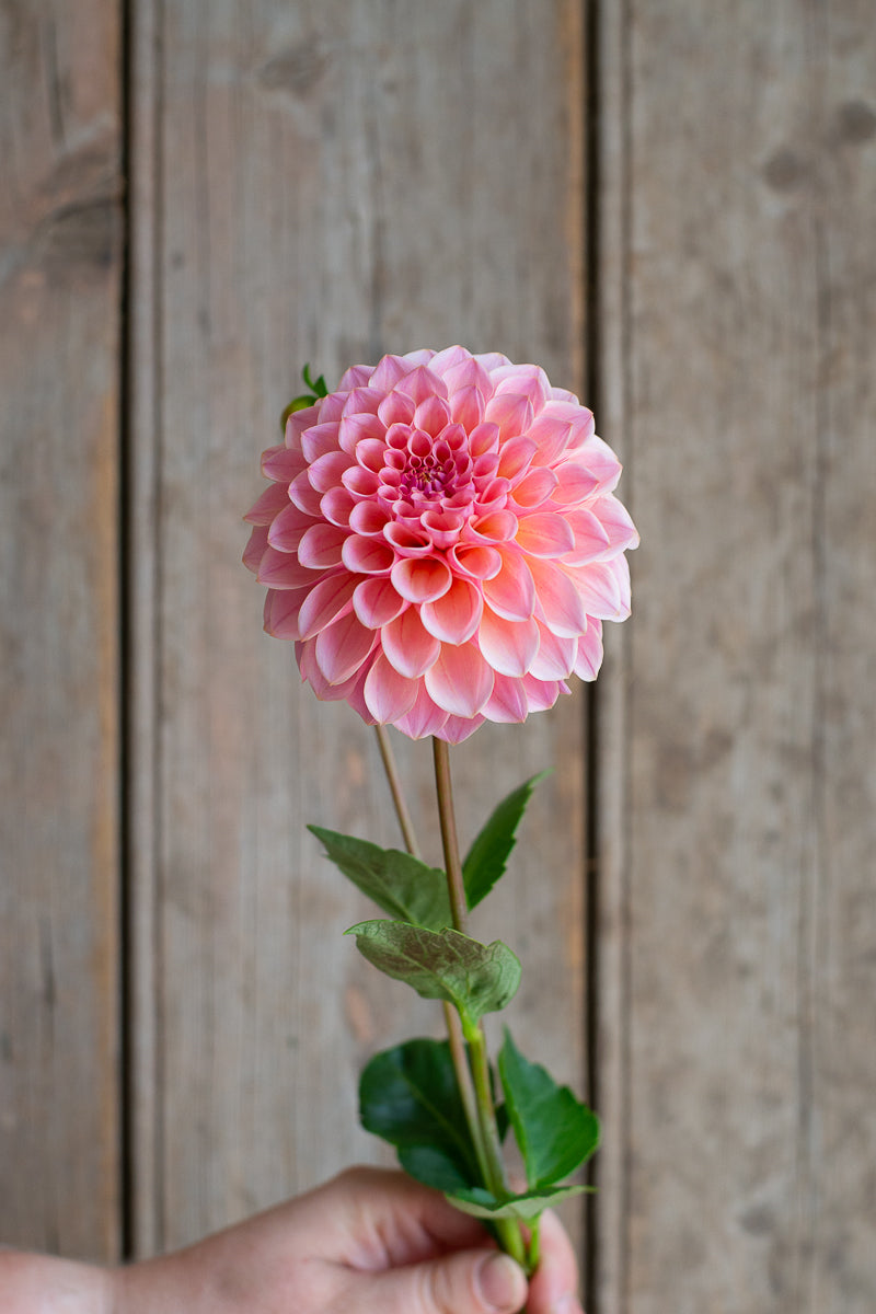 Florelie Claire NEW