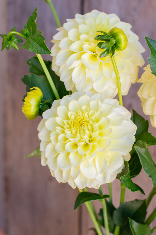 Florelie Limonata