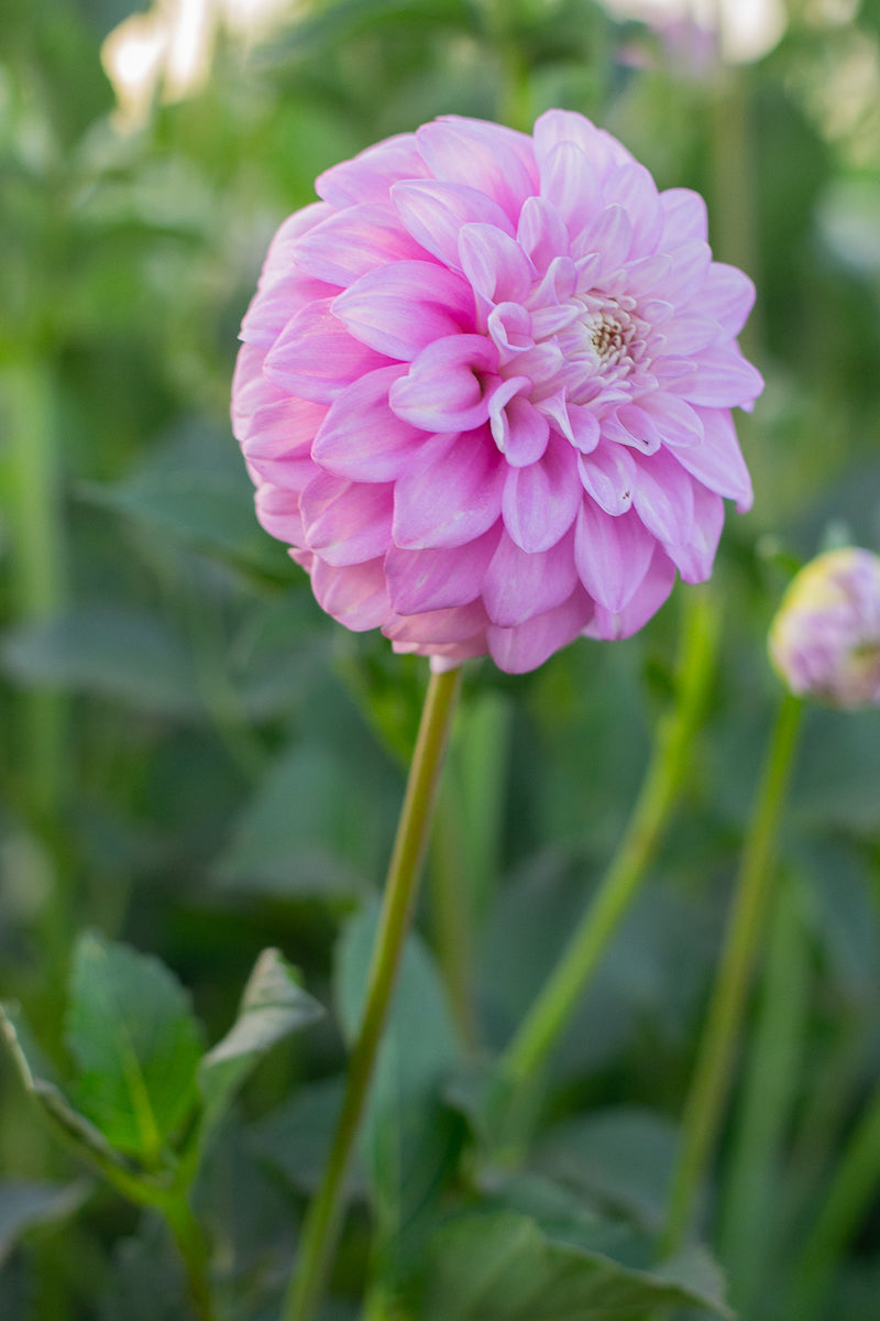 Florelie Maggie NEW