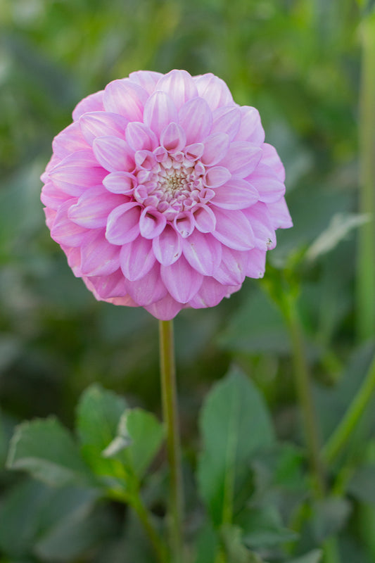Florelie Maggie NEW