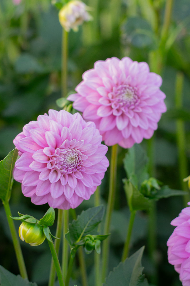 Florelie Maggie NEW