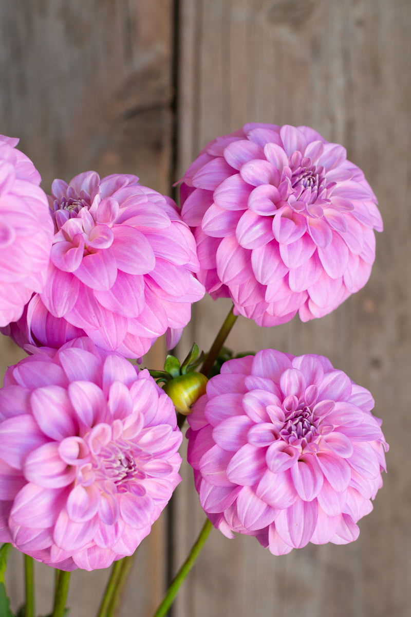 Florelie Maggie NEW
