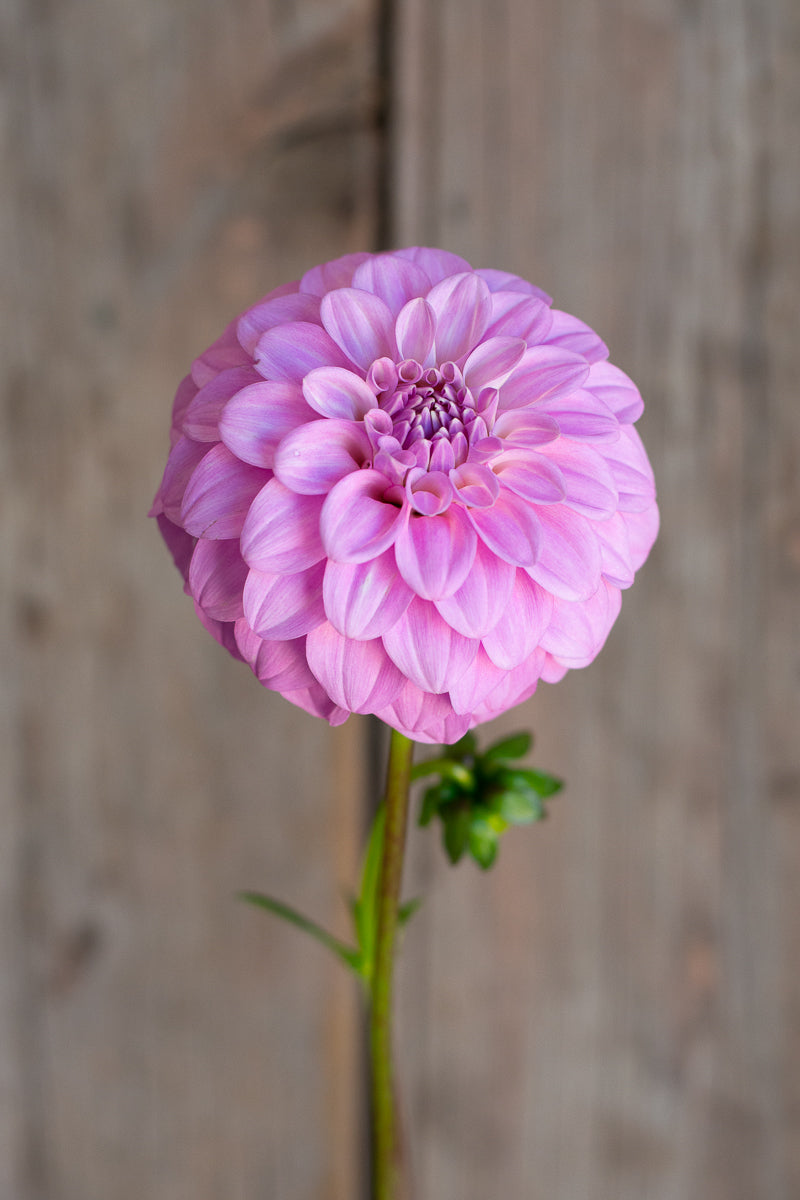 Florelie Maggie NEW