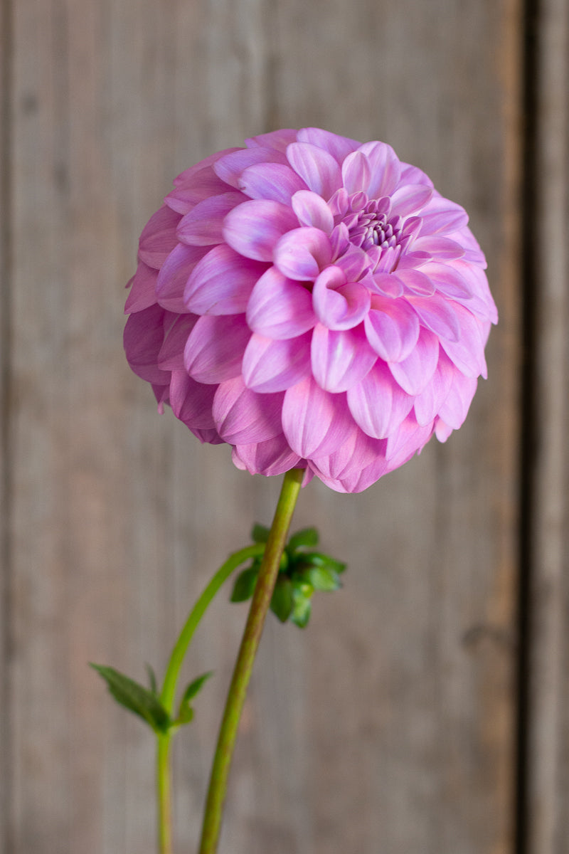 Florelie Maggie NEW