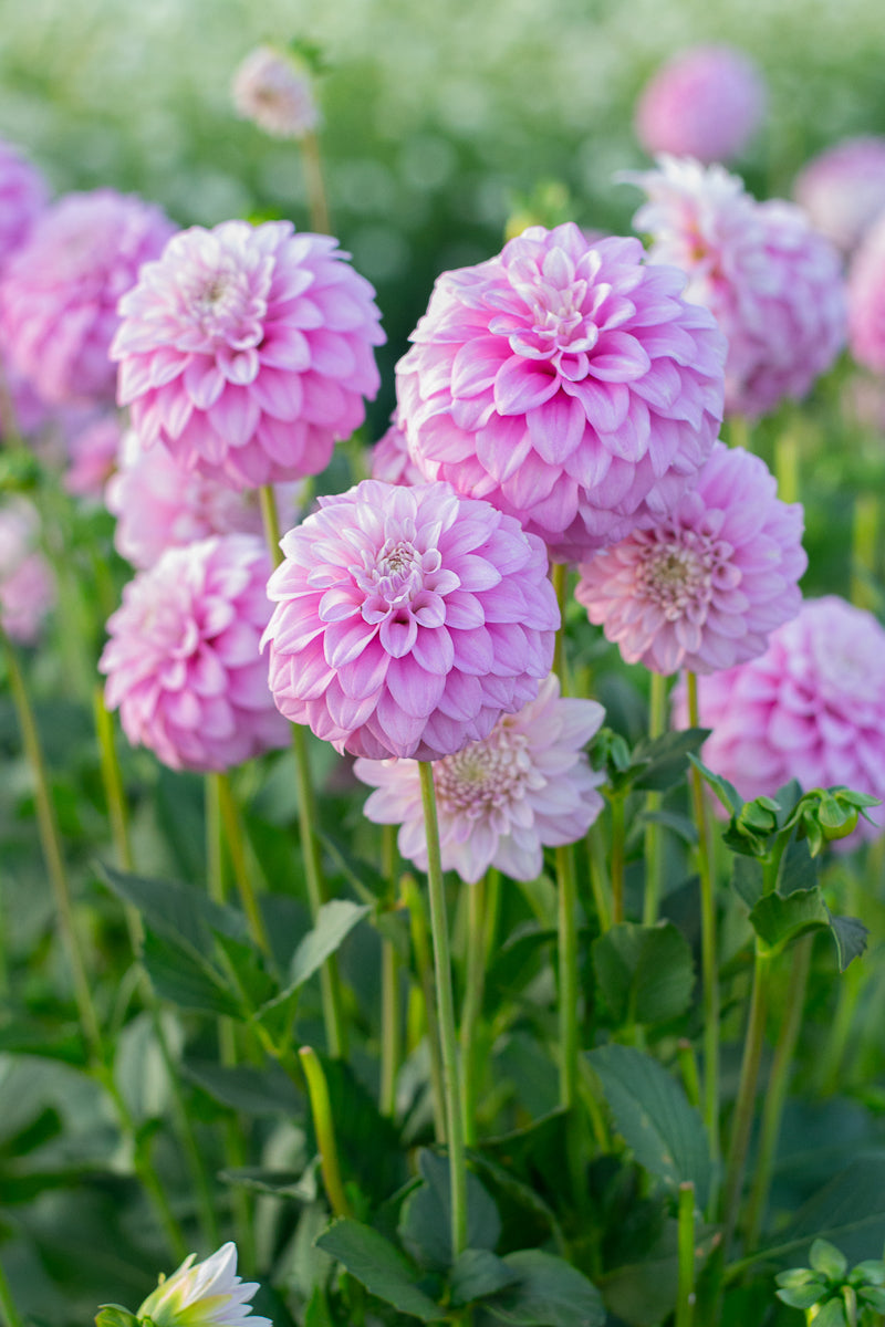 Florelie Maggie NEW