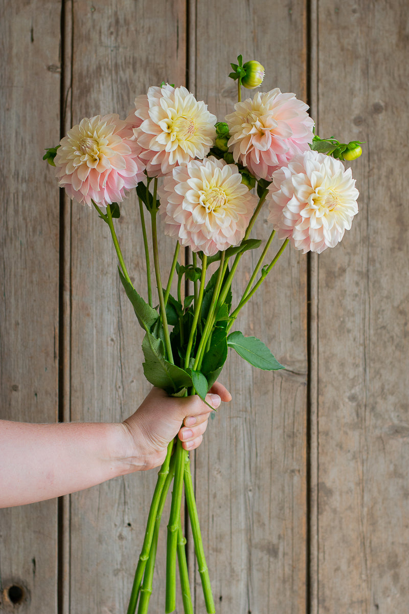 Florelie Maiden NEW