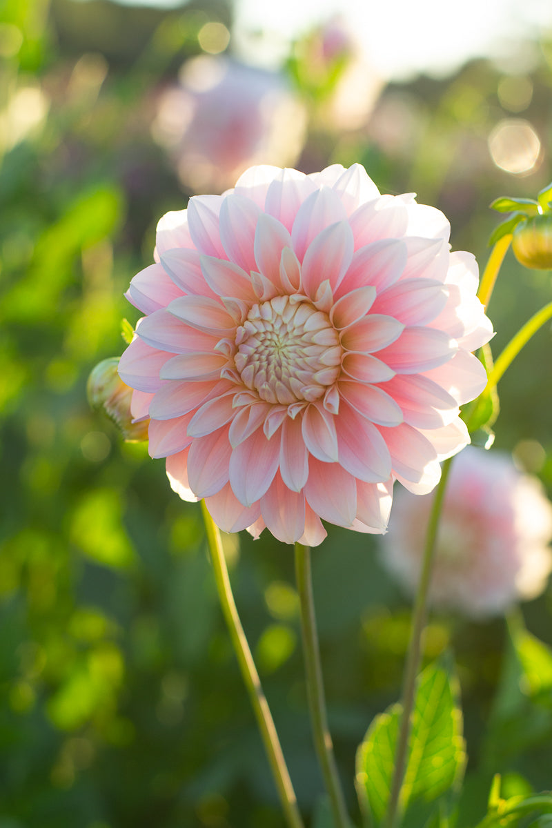 Florelie Maiden NEW