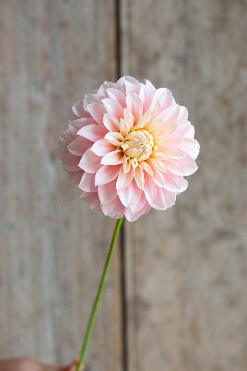 Florelie Maiden NEW