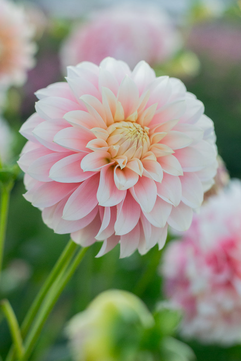 Florelie Maiden NEW