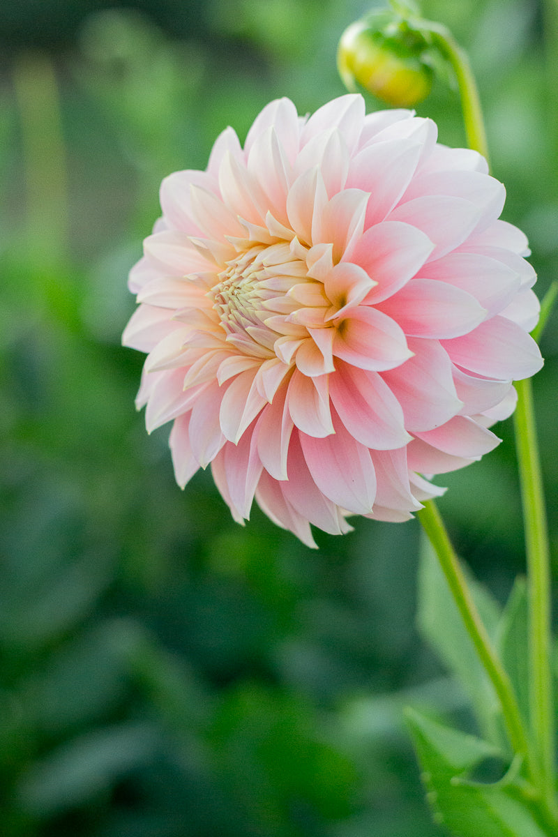 Florelie Maiden NEW