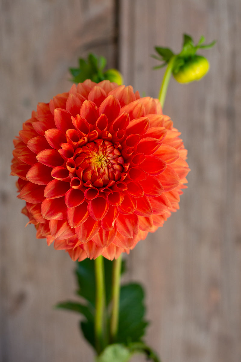 Florelie Muppet NEW