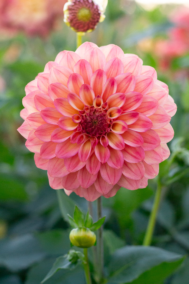 Florelie Solar Flare NEW