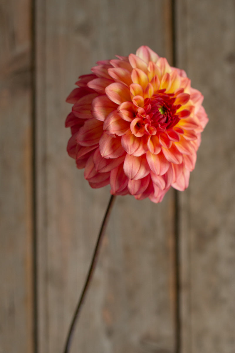 Florelie Solar Flare NEW