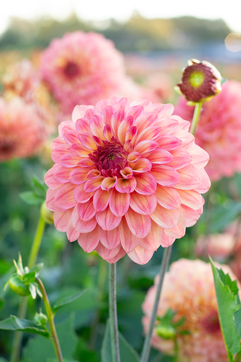 Florelie Solar Flare NEW