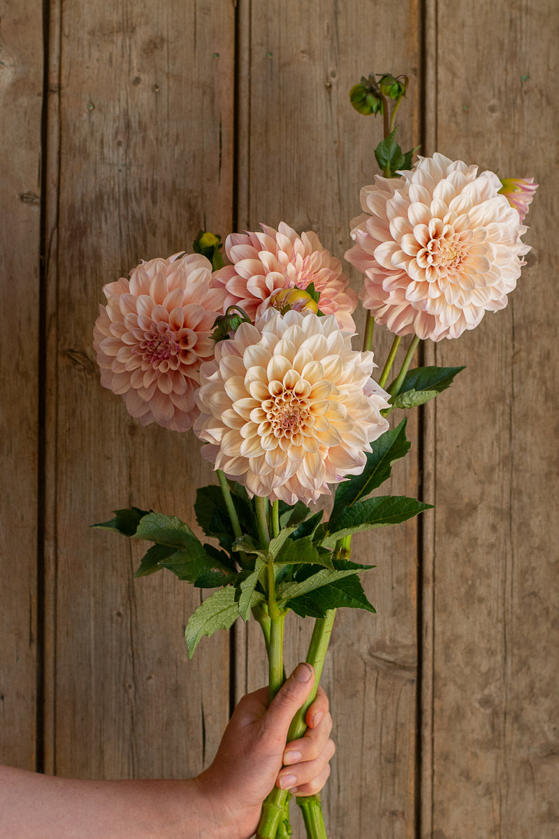 Florelie Antique