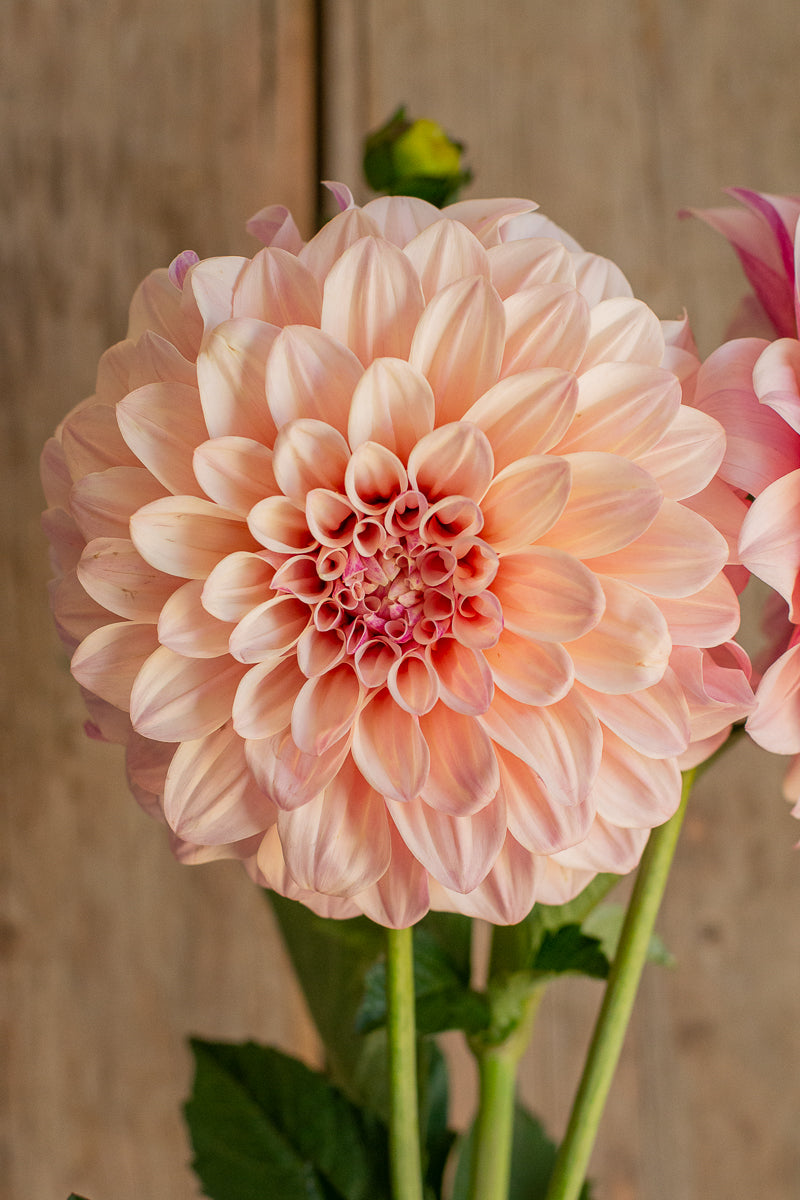 Florelie Antique
