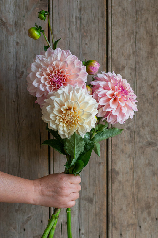 Florelie Antique