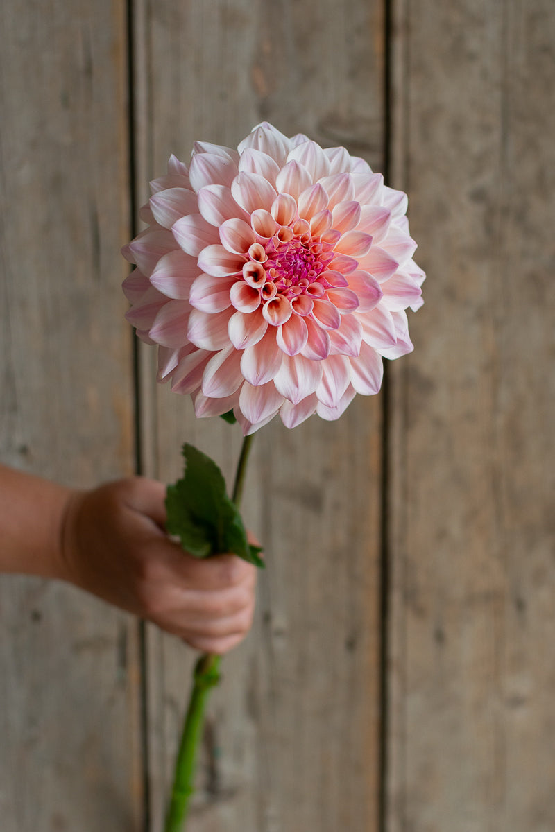 Florelie Antique