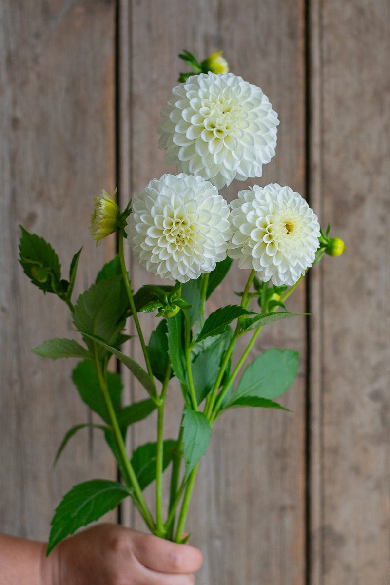 Florelie Chryssie