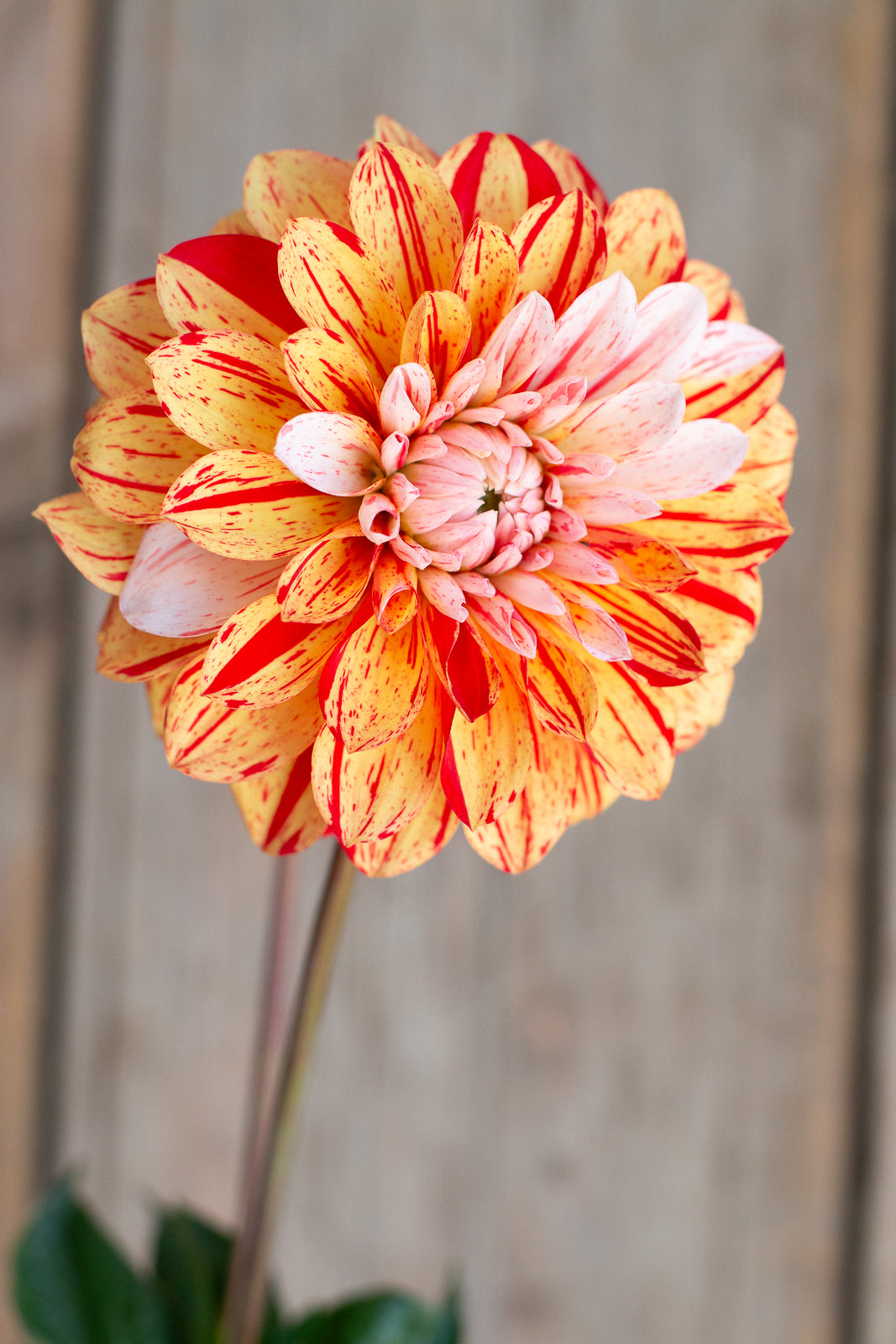 Spots and Stripes Pack