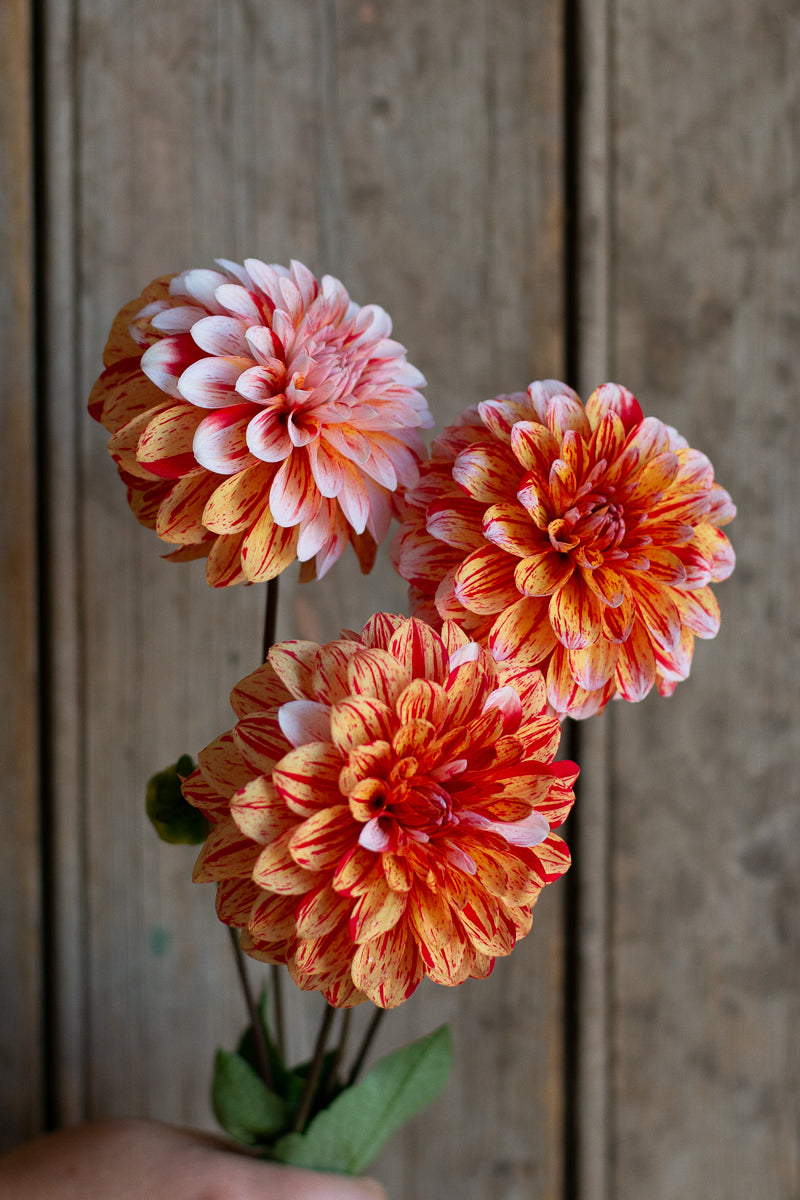 Florelie Circus