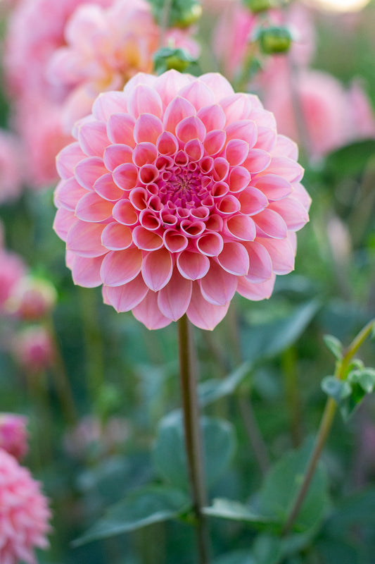 Florelie Claire NEW