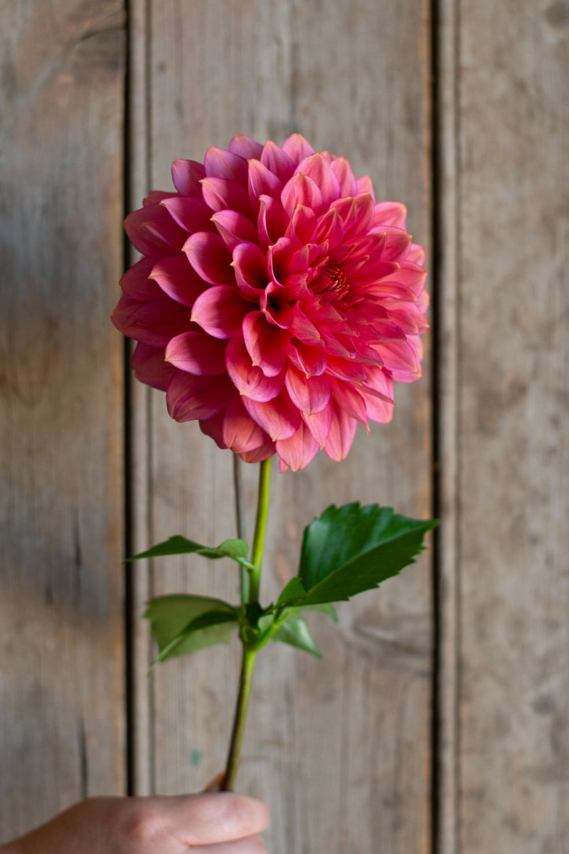 Florelie Guava