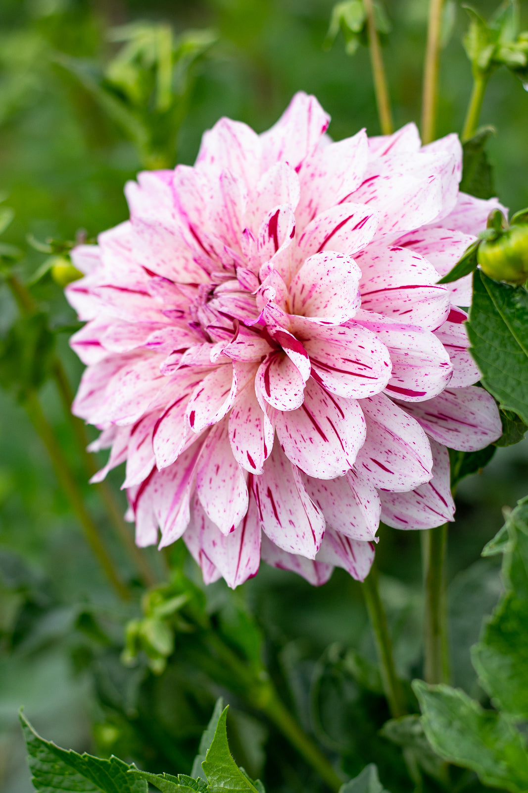 Spots and Stripes Pack