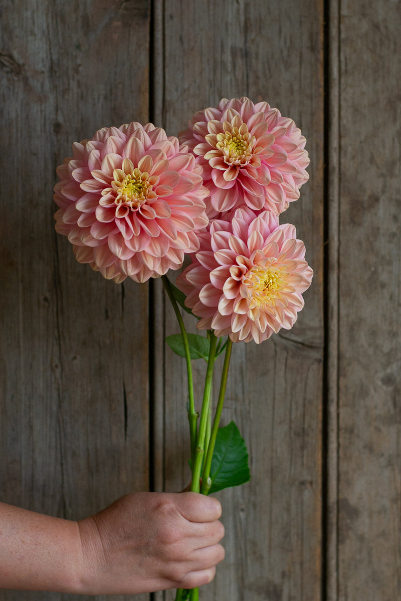 Florelie Kindness