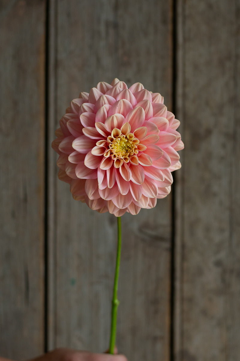 Florelie Kindness