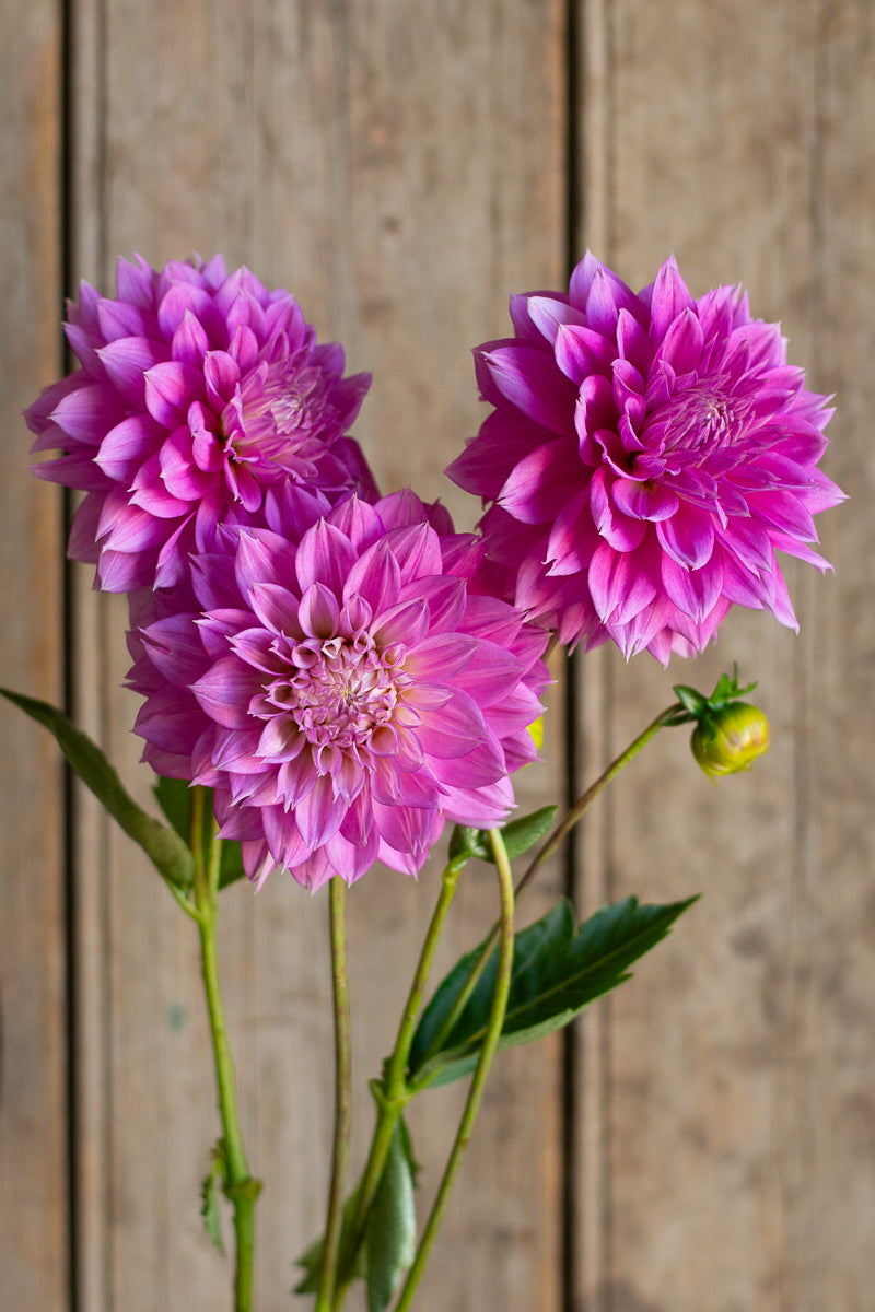 Florelie Tutu
