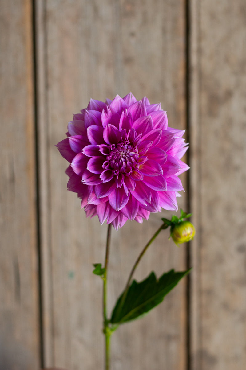 Florelie Tutu