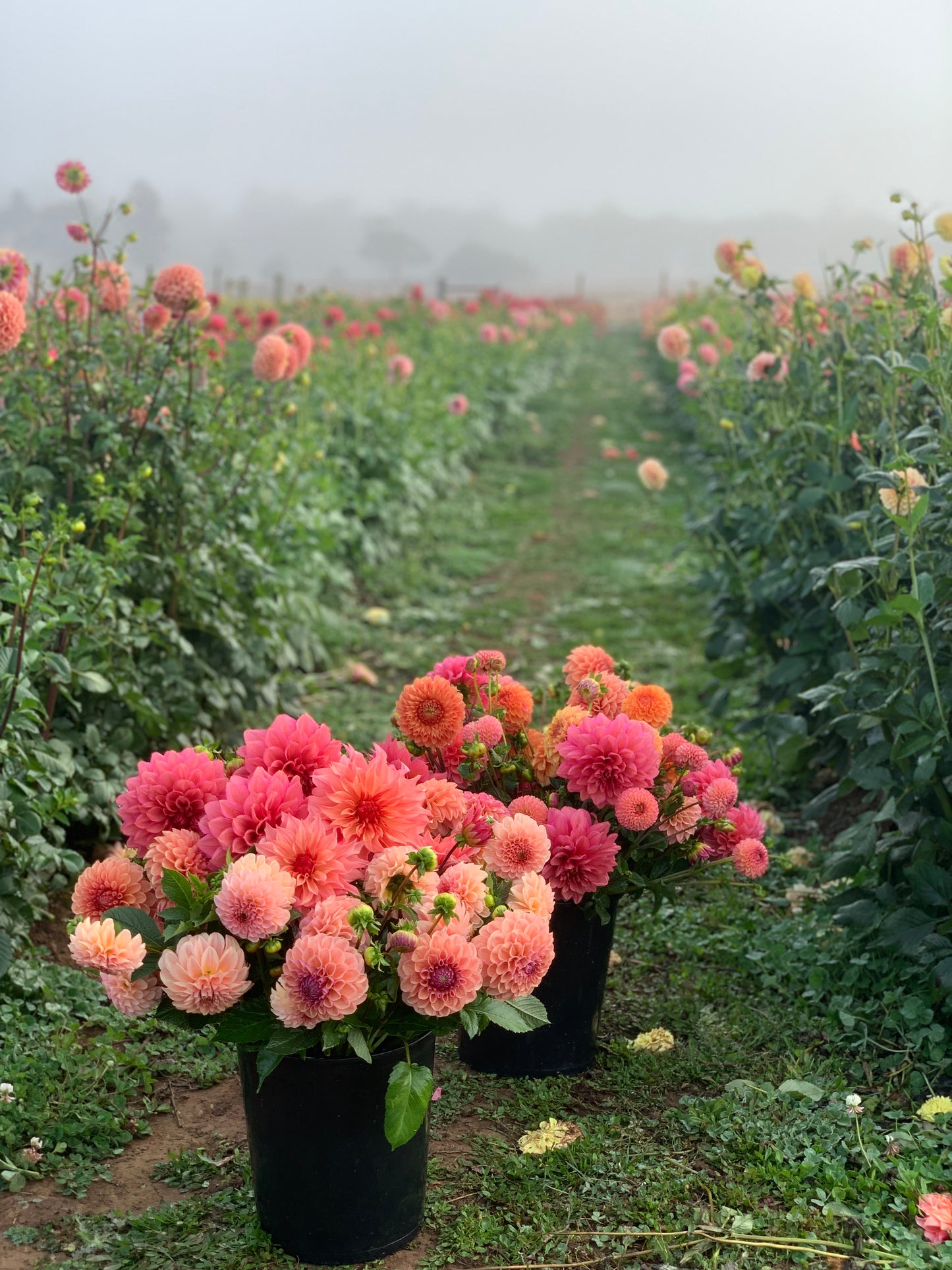 Dahlia Bucket