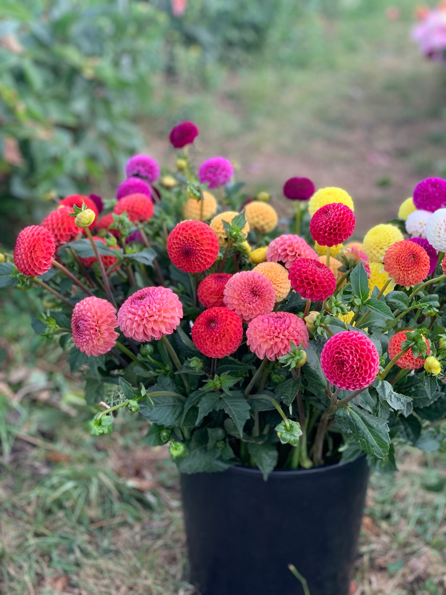 Pompon Dahlia Pack