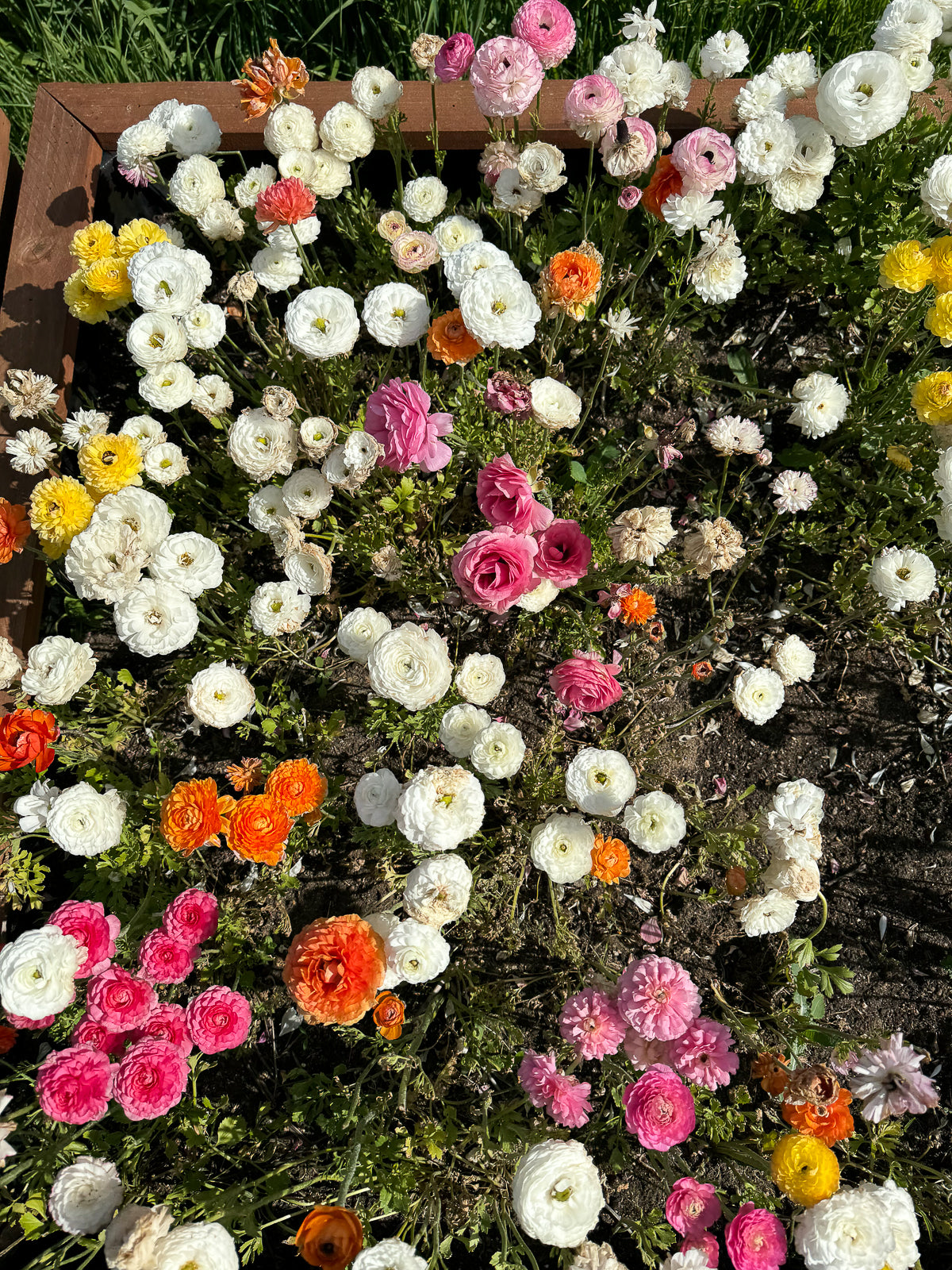 Italian Ranunculus - Pastel Mix