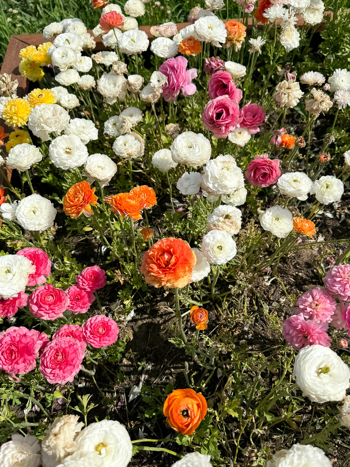 Italian Ranunculus - Pastel Mix