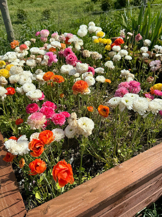 Italian Ranunculus - Pastel Mix