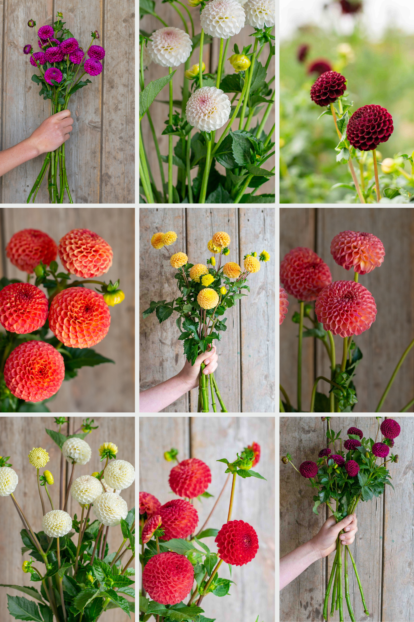 Pompon Dahlia Pack