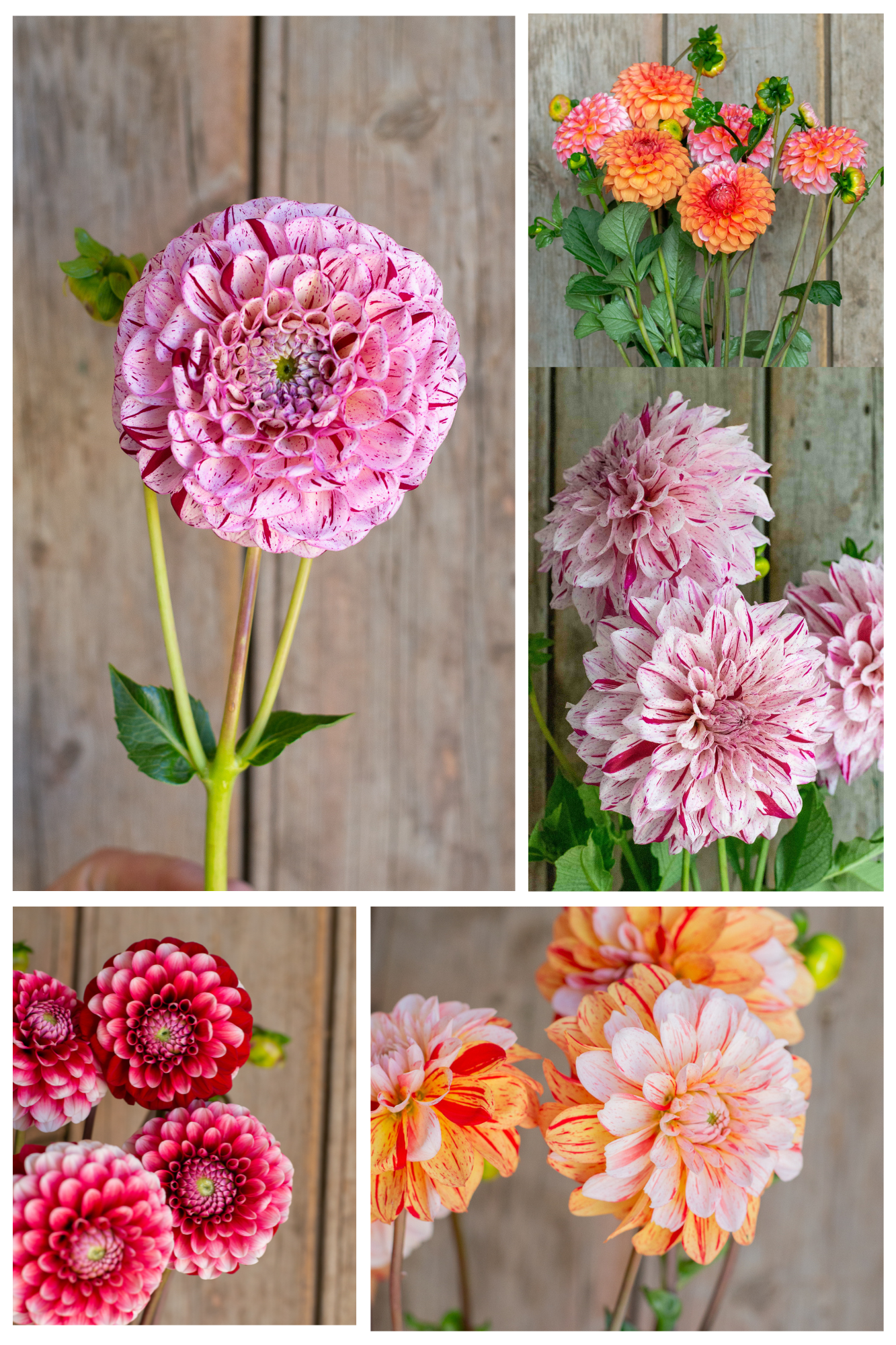 Spots and Stripes Pack