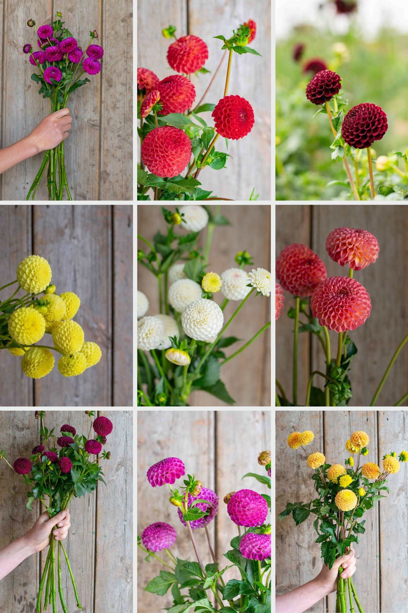 Pompon Dahlia Pack