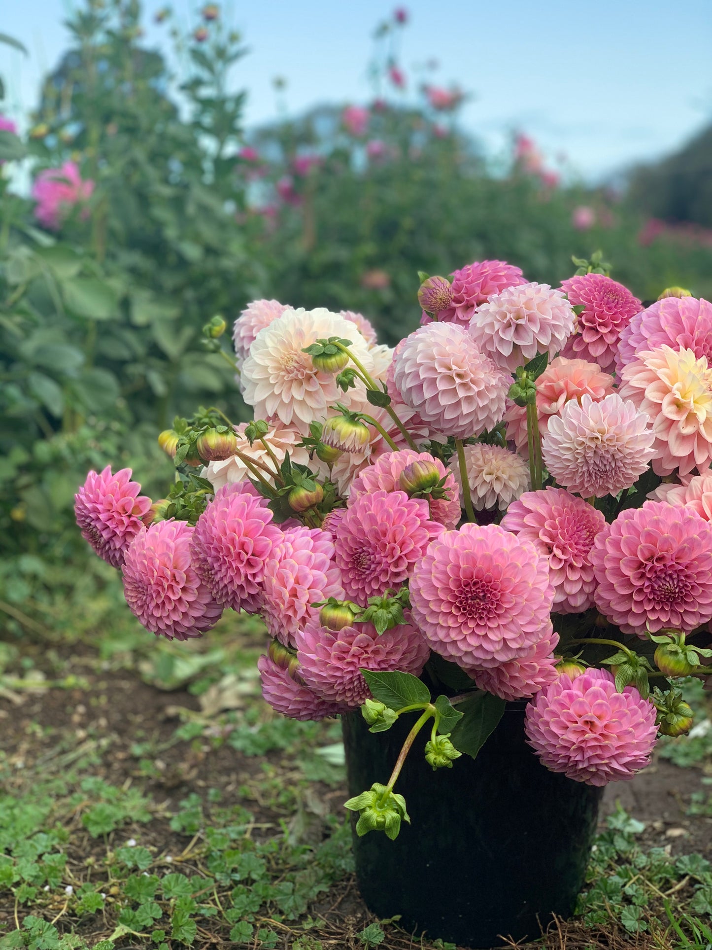 Dahlia Bucket