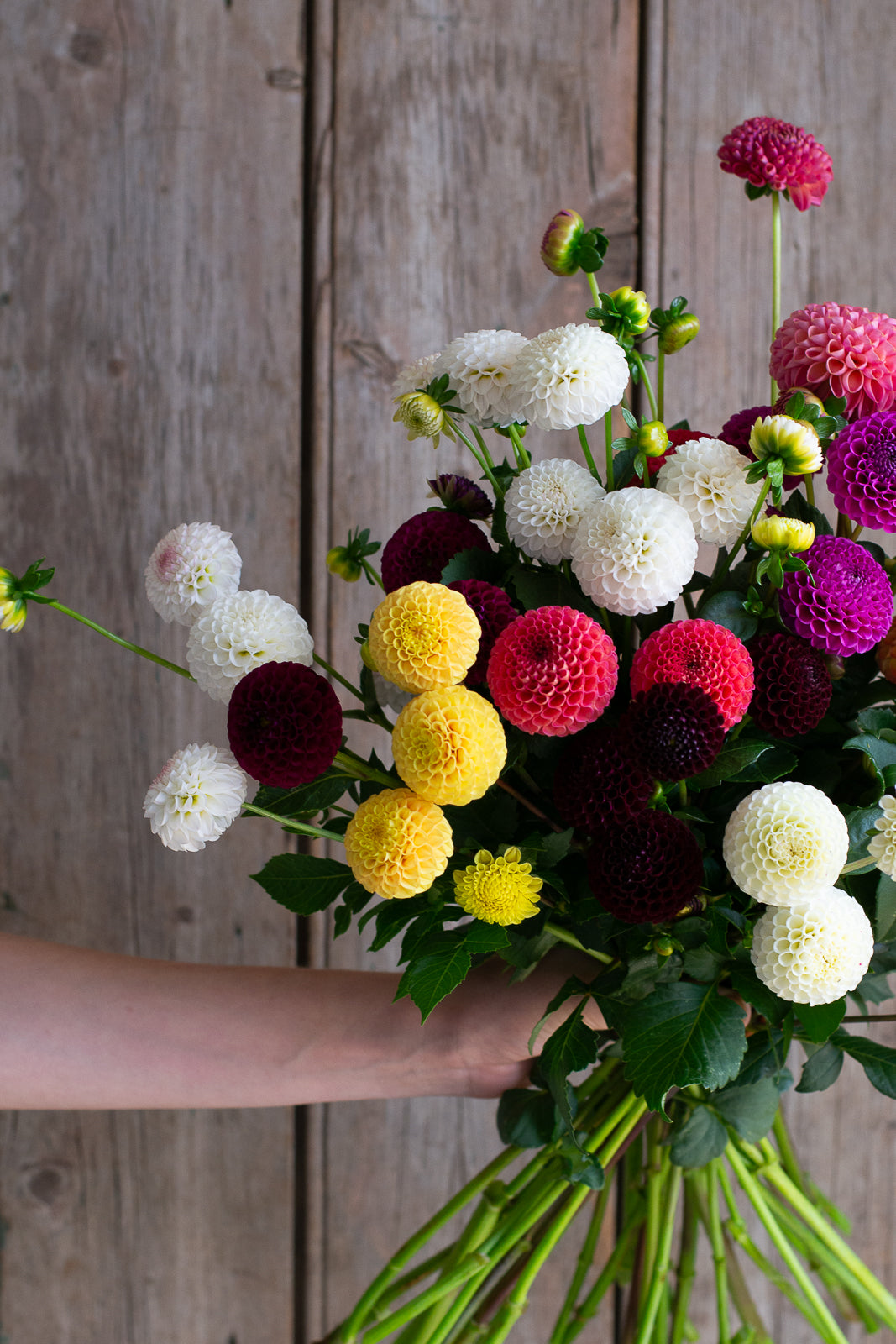 Pompon Dahlia Pack