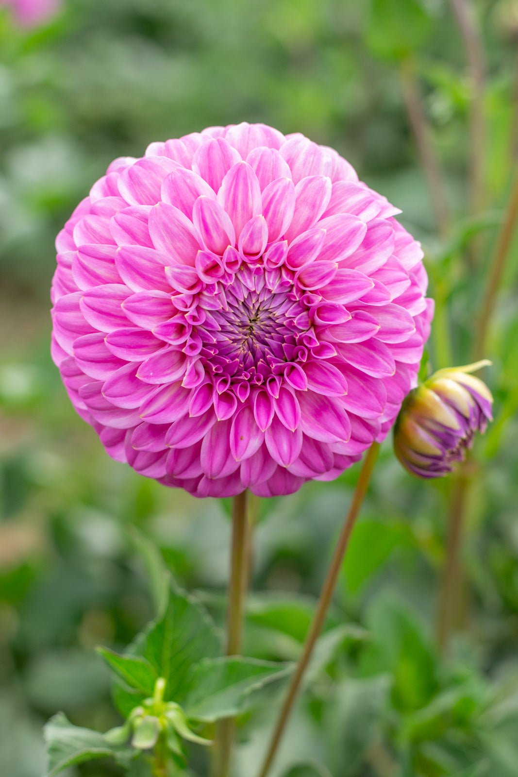 Bracken Sequel – FlorelieAU