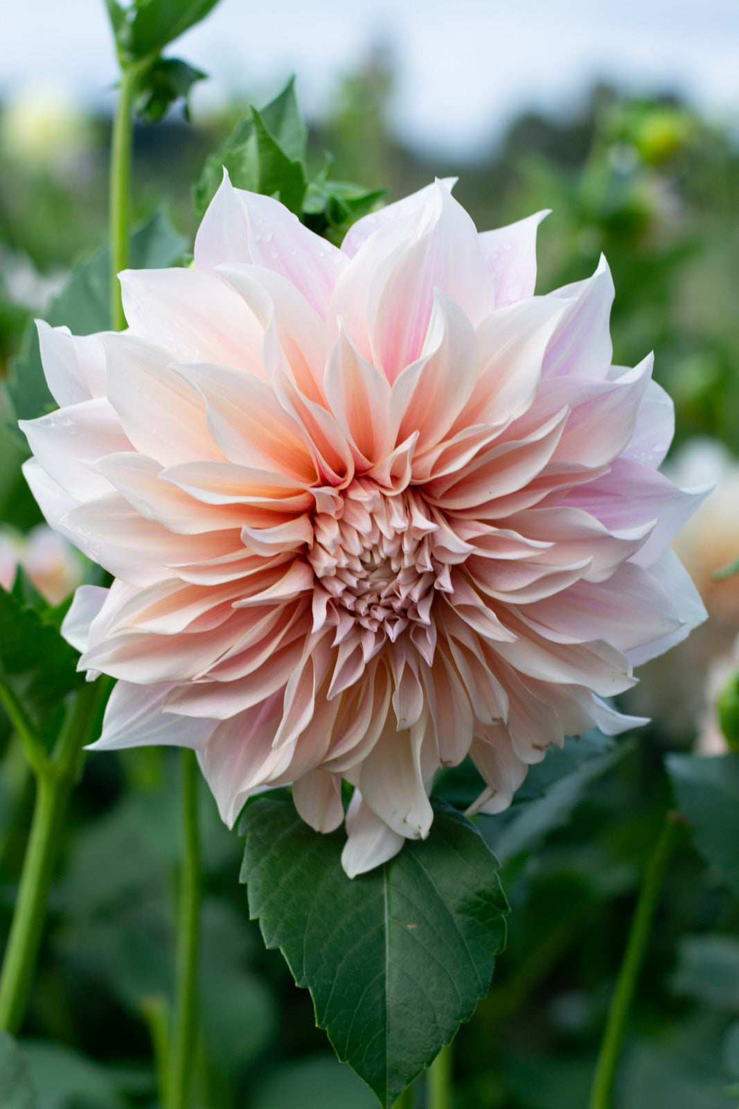 Cafe au on sale lait dahlia