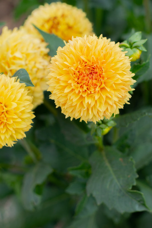 Florelie Dandelion