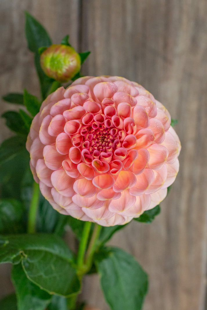 Salmon Joy FlorelieAU